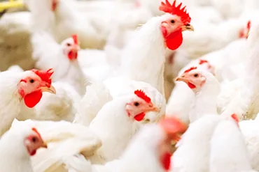 Transforming poultry preservation