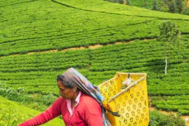 Preventing tea losses in transportation