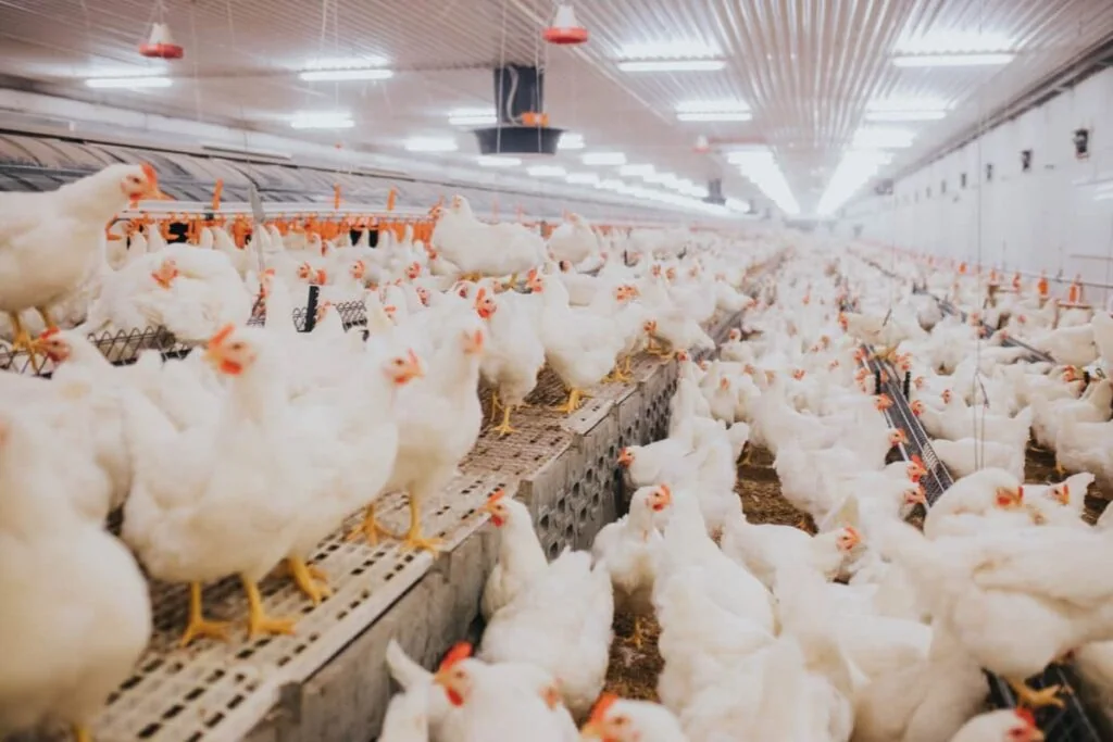 Poultry house monitoring